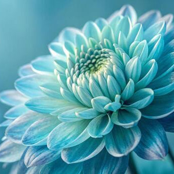 Light Blue Dahlia Seeds