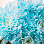 Light Blue Dahlia Seeds
