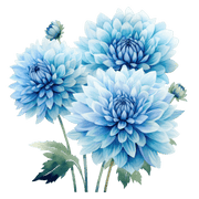 Light Blue Dahlia Seeds