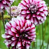 Maroon Seeds, Red & White Dahlia