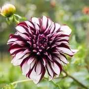 Maroon Seeds, Red & White Dahlia