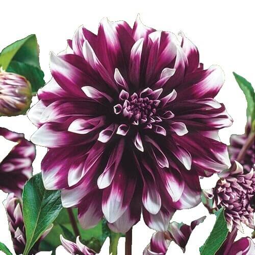 Maroon Seeds, Red & White Dahlia
