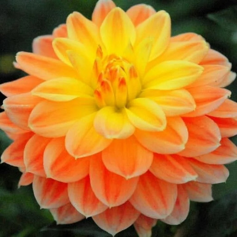 Mixed Peach and Yellow Dahlia Seeds