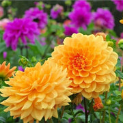 Mixed Peach and Yellow Dahlia Seeds