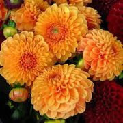 Mixed Peach and Yellow Dahlia Seeds