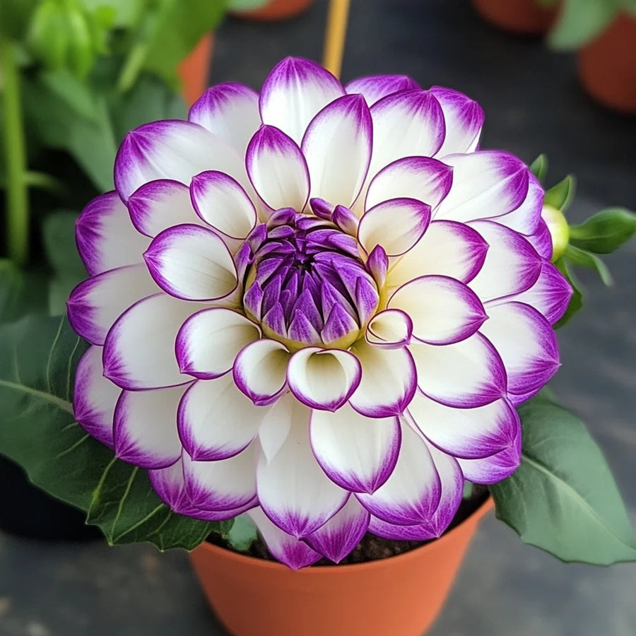 Mixed White and Purple Dahlia Seeds