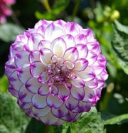 Mixed White and Purple Dahlia Seeds