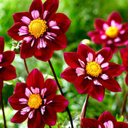 Night Butterfly Dahlia Seeds