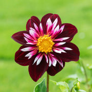 Night Butterfly Dahlia Seeds