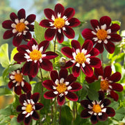 Night Butterfly Dahlia Seeds