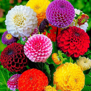 Pompon Wildflower Mix Dahlia Seeds