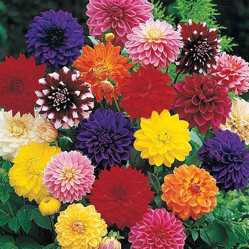 Tall Star Mixed Dahlia Seeds