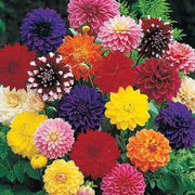 Tall Star Mixed Dahlia Seeds