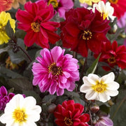 Tall Star Mixed Dahlia Seeds