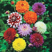 Tall Star Mixed Dahlia Seeds