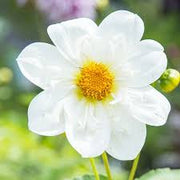 White Collarette Dahlia Seeds