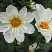 White Collarette Dahlia Seeds