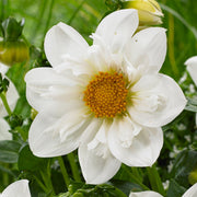 White Collarette Dahlia Seeds