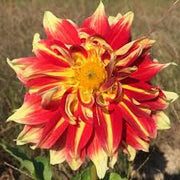 Yellow Red Mix Dahlia Seeds