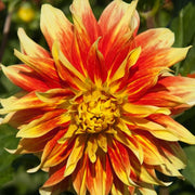 Yellow Red Mix Dahlia Seeds