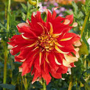 Yellow Red Mix Dahlia Seeds