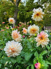 Dahlia Seeds – Dahlia variabilis