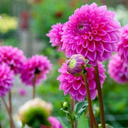 Dahlia Seeds – Dahlia variabilis
