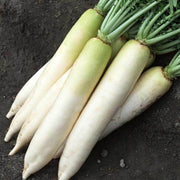 Heirloom Daikon Radish Seeds