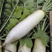 Heirloom Daikon Radish Seeds