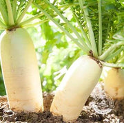 Heirloom Daikon Radish Seeds
