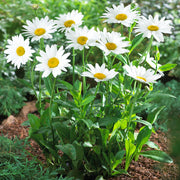 Seaside Coastal Daisy Seeds
