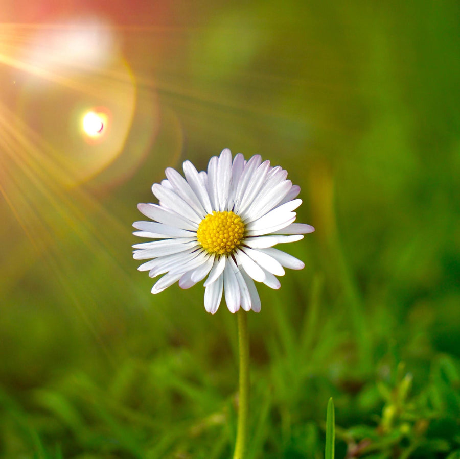 Seaside Coastal Daisy Seeds