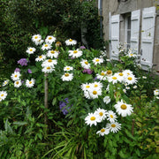Seaside Coastal Daisy Seeds