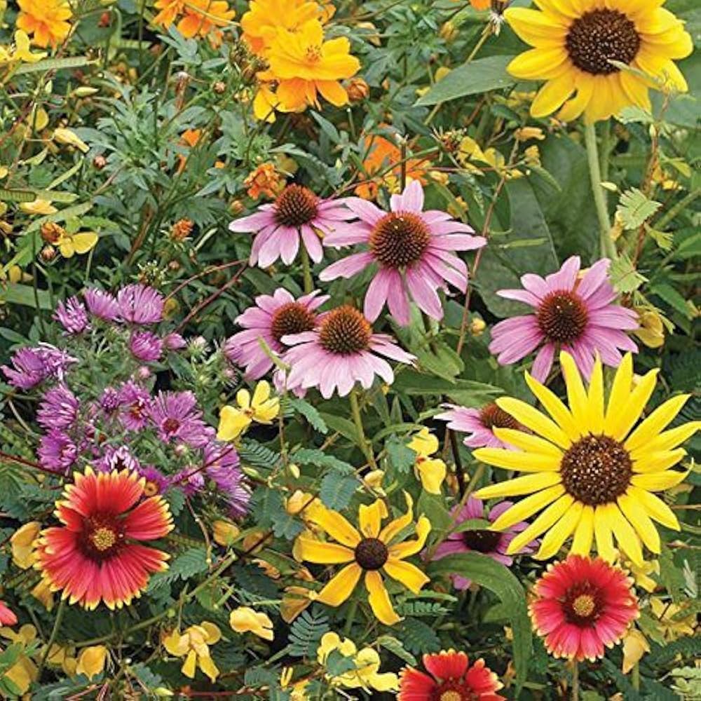 Wildflower Mix Daisy Seeds
