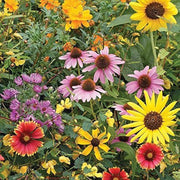 Wildflower Mix Daisy Seeds