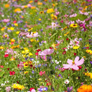 Wildflower Mix Daisy Seeds