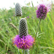 Wildflower Dalea Purpurea Seeds