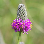 Wildflower Dalea Purpurea Seeds