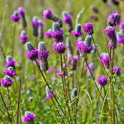 Wildflower Dalea Purpurea Seeds