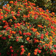 Lantana Seeds – Lantana camara