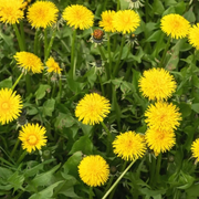 French Dandelion Seeds