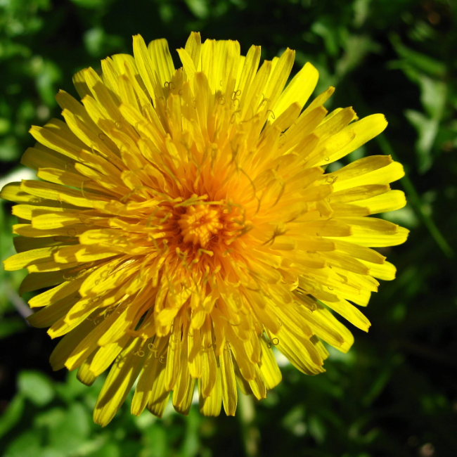 French Dandelion Seeds