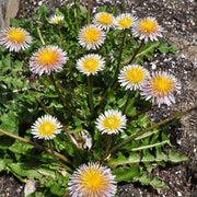 Pink Dandelion Seeds