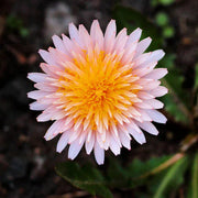 Pink Dandelion Seeds