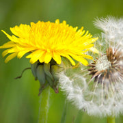 French Dandelion Seeds