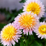 Pink Dandelion Seeds