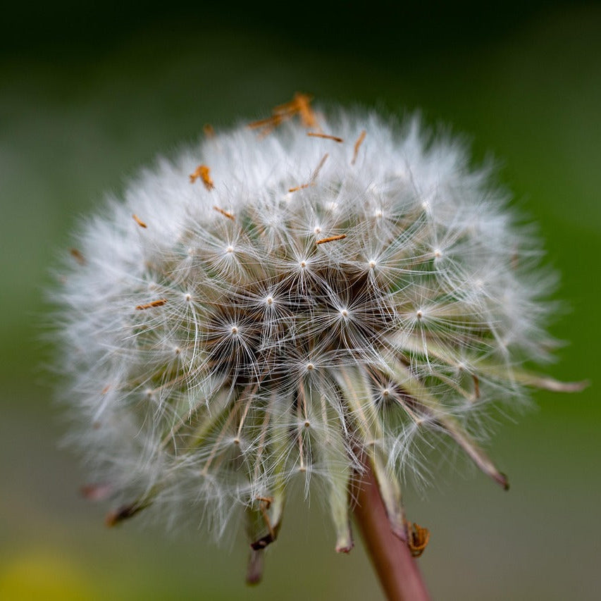 Taraxacum Officinale Dandelion Seeds