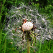 Taraxacum Officinale Dandelion Seeds