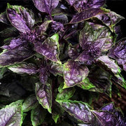 Purple Ruffles Basil Seeds, Herbal