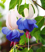Dark Blue Fuchsia Seeds - Flower Plant